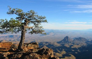 Big_Bend_National_Tree